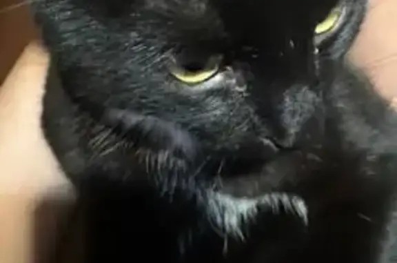 Кошки потеряшки, Шахунья, фото: Потеряшка кот, Садовая улица, 118, Шахунья - хромает, повреждена подушечка лапки