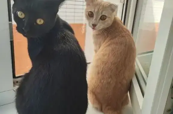 Пропала кошка, улица Крупской, 408, Славянск-на-Кубани - красный ошейник с медальоном - photo