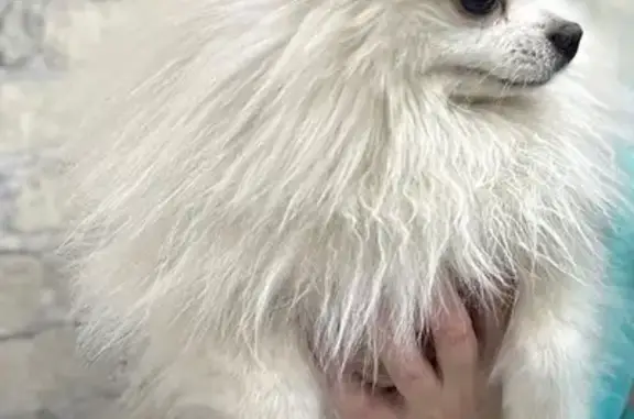 Пропала собака, улица Остужева, 24, Воронеж - photo