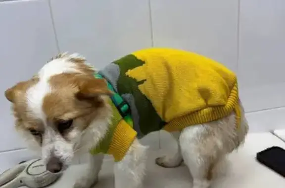 Объявления о пропавших и найденных животных, Москва, фото: Найдена собака, Бауманская улица, 33/2, Москва - бело-рыжая в жёлтом свитере