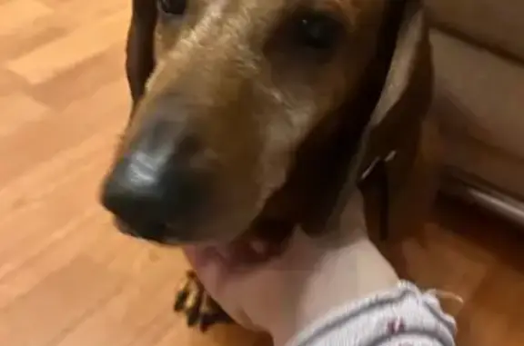 Объявления о пропавших и найденных животных, Воронеж, фото: Найдена собака, улица Кирова, 1, Воронеж - коричневая такса с черным ошейником