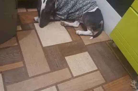 Пропал собака, улица Льва Толстого, 53, Томск - чёрно-белый, откликается на Жожа - photo