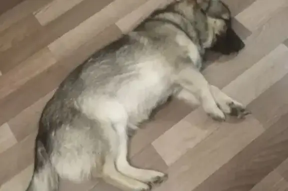 Пропал собака, мужской, Речная улица, Донское - photo