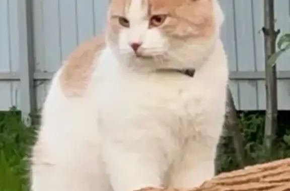 Кошки потеряшки, Глаголево, фото: Потеряшка кот, Глаголево, Московская область - белый с бежевым, в черном ошейнике