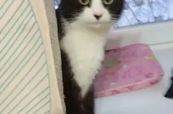 Пропал кот, Слесарный переулок, 15, Иваново - откликается на кличку Макс - photo