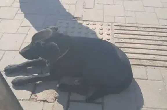 Объявления о пропавших и найденных животных, Берёзовый, фото: Найдена собака, Ейское шоссе, 34, Берёзовый - спокойная, сидит на остановке