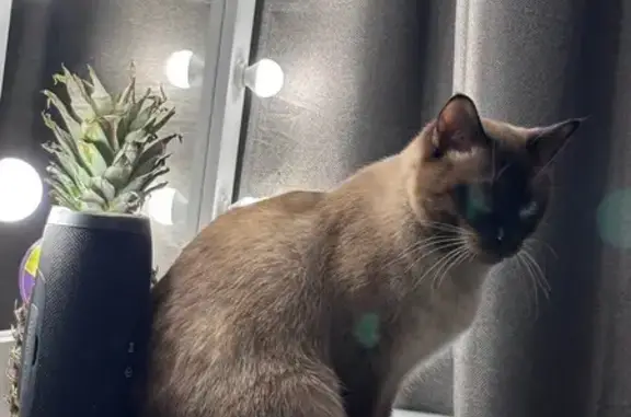 Пропал кот, Нойбранденбургская улица, 6 к1, Петрозаводск - откликается на кличку Гуф - photo