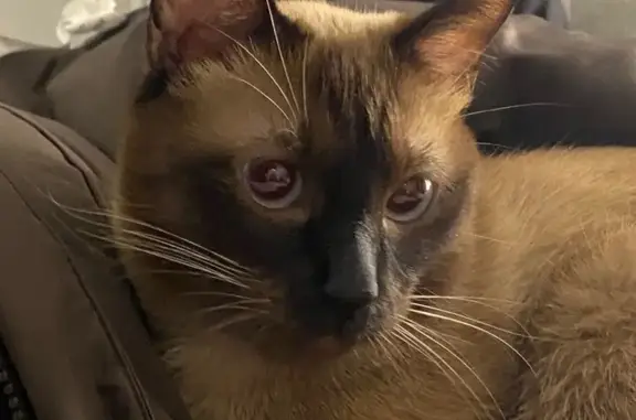 Потерянные животные Петрозаводск, фото: Пропал кот, Нойбранденбургская улица, 14А, Петрозаводск - тайская порода, доверчивый