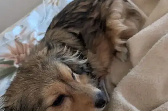 Найденные животные Волгоград, фото: Найдена собака, Жирновская улица, 15, Волгоград - лохматая с ошейником