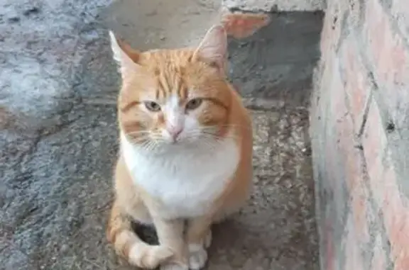 Найденные животные Малаховка, фото: Найден кот, Мирная улица, 11, Малаховка - рыжий-полосатик с белыми лапками