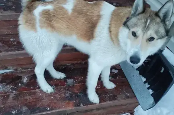 Собаки потеряшки, Малечкинское, фото: Потеряшка собака, Малечкинское сельское поселение, Малечкинское - охотничья лайка, бело-рыжий окрас