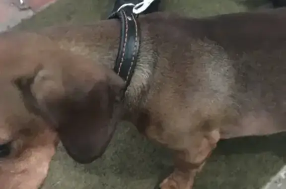 Найденные животные Тамбов, фото: Найден собака, 3-й Почтовый проезд, городской округ Тамбов - молодой голодный кобель