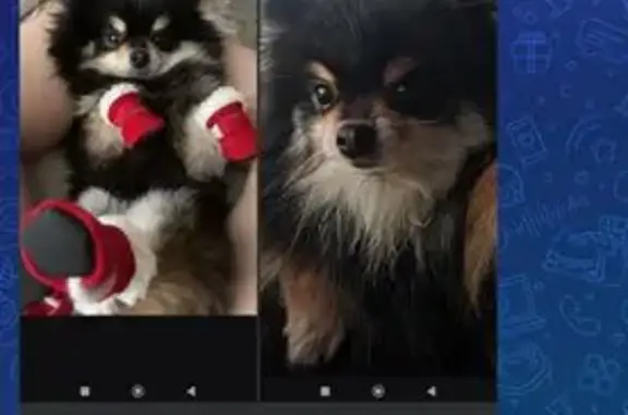 Пропала собака, женский пол, улица Ануфриева, 1, Александров - маленький шпиц, черного цвета - photo