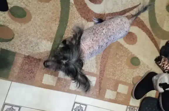 Найденные животные Йошкар-Ола, фото: Найден собака, улица Баумана, 16, Йошкар-Ола - мальчик ищет своих хозяев