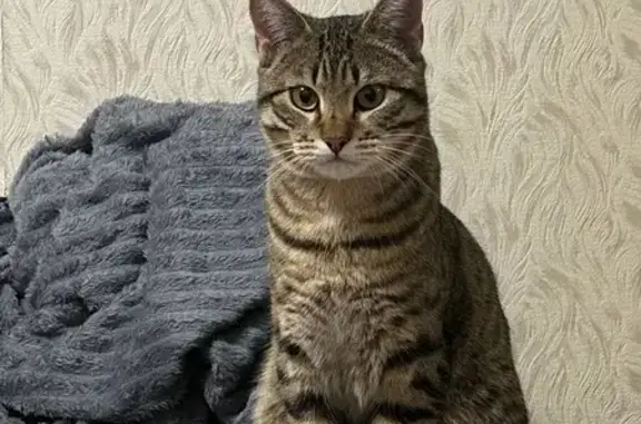 Пропал кот, улица Исаковского, 14 к1, Москва - выпал вместе с сеткой из окна - photo