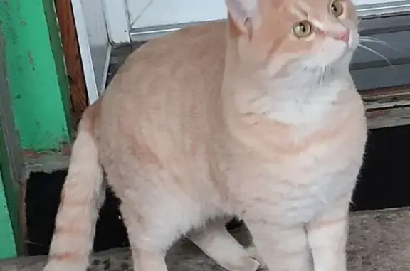 Пропал кот, Рябиновая улица, 16, Аксай - крупный, сбежал через открытый балкон - photo