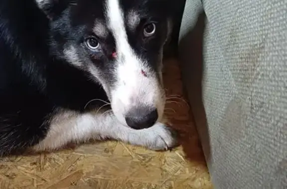 Объявления о пропавших и найденных животных, Кола, фото: Найдена собака, Заводская улица, 8, Кола - чёрная