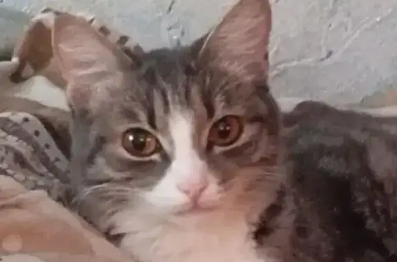 Пропала кошка, улица 22 Апреля, 4А, Омск - белая лапка и полоски на мордочке - photo