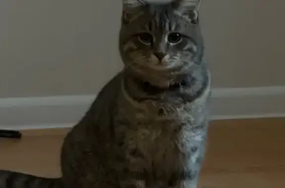 Пропала кошка, Индустриальное шоссе, 22, Сибай - с синим ошейником - photo