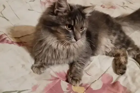 Пропал кот, улица Ленина, 35, Озёры - серого цвета, после кастрации - photo