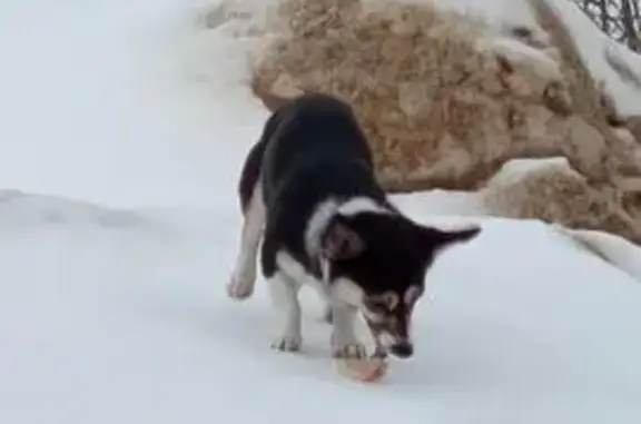 Найденные животные Растуново, фото: Найдена собака, улица Заря, Растуново - черная с белым цветом