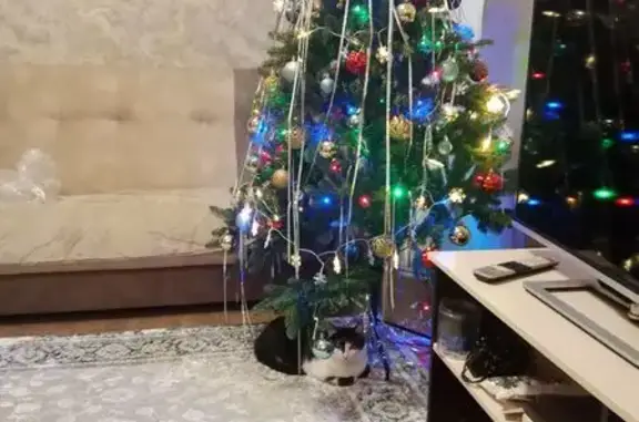 Потерянные животные Курск, фото: Пропал кот, 8-й Степной переулок, 29, городской округ Курск - чёрный с белым