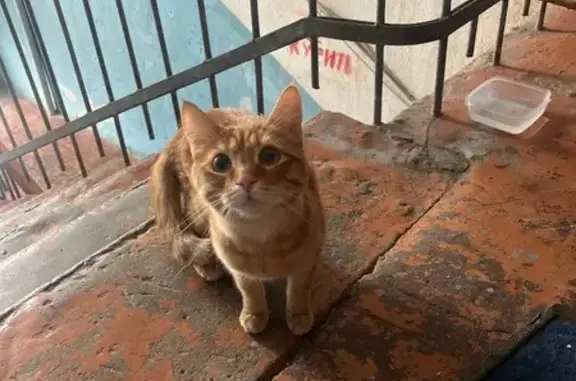 Найдена кошка, Екатеринбург, фото: Найдена кошка, улица Кобозева, 116А, Екатеринбург - домашняя, немного пугливая