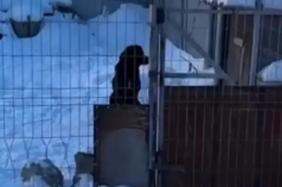 Собаки потеряшки, Челябинск, фото: Потеряшка собака, Кольцевой переулок, 15, Челябинск - черный с белой полоской на груди