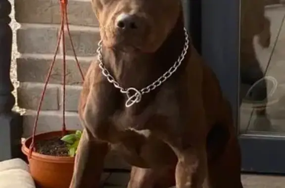 Пропала собака, Невское, Московская область - молодая девочка убежала при пожаре - photo