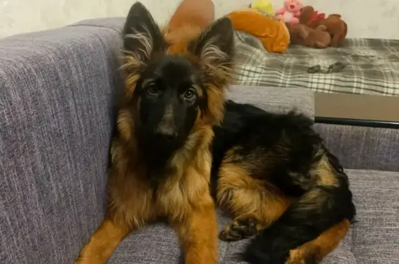 Пропала собака, Новотроицк, Марий Эл - щенок 5 месяцев - photo