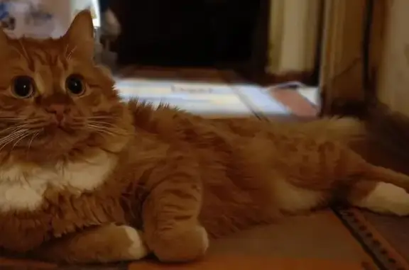 Пропал кот, улица Силкина, 3, Саров - рыжий с белым пятном на груди - photo