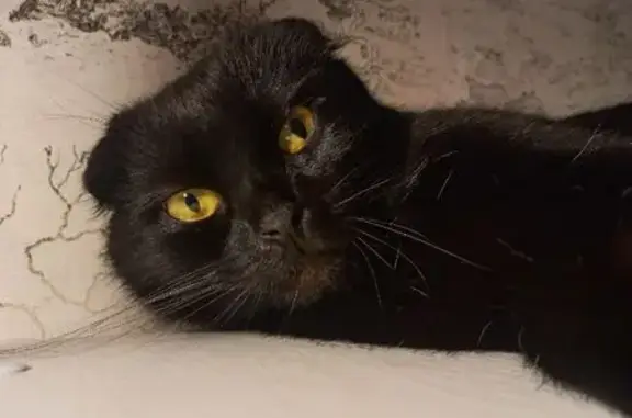 Пропала кошка, улица Чапаева, 30а/20, Черняховск - чёрная вислоухая шотландка - photo