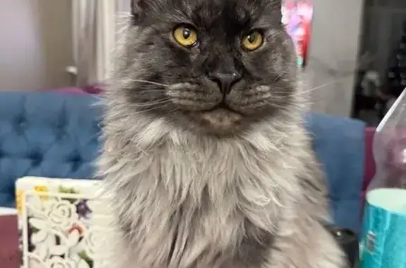 Кошки потеряшки, Екатеринбург, фото: Потеряшка кошка, посёлок Изоплит, Екатеринбург - мейн-кун, окрас чёрно-серый