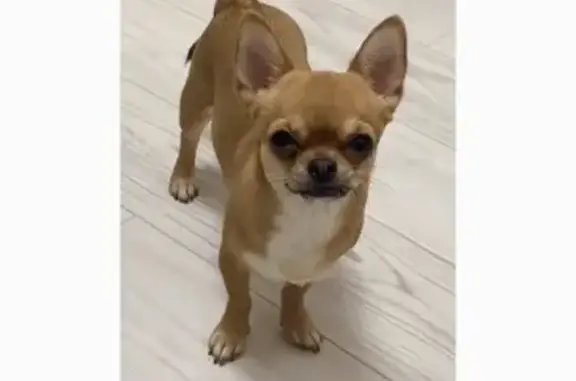 Пропала собака, девочка, Дорожная улица, 48, Отрадное - photo