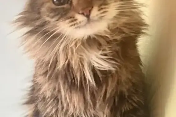 Пропала кошка, Глаголево, Московская область - в красном ошейнике с адресником - photo