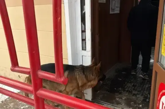 Найденные животные Томск, фото: Найдена собака, проспект Ленина, 17, Томск - взрослая немецкая овчарка