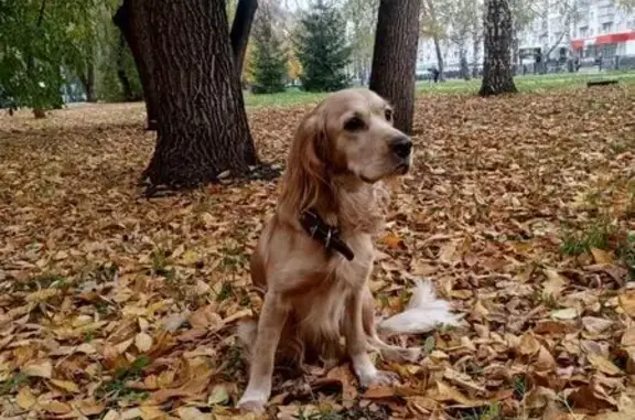 Собаки потеряшки, Стерлитамак, фото: Потеряшка собака, Коммунистическая улица, Стерлитамак - добрая и ласковая