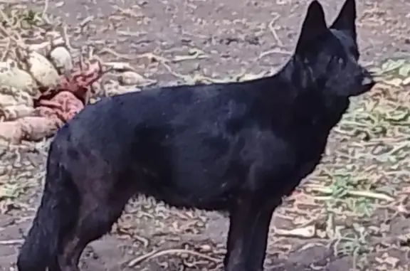 Пропала собака, Семёно-Александровское - чёрная немецкая овчарка - photo