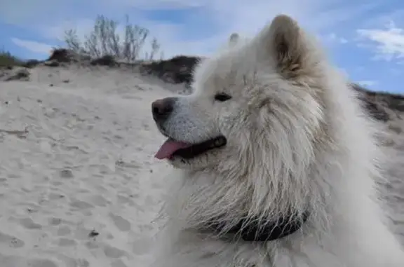 Объявления о пропавших и найденных животных, Калининград, фото: Пропал собака, Центральная улица, Калининград - самец самоед, очень добрый