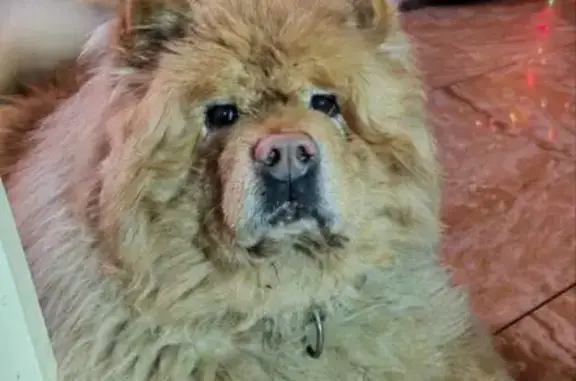 Пропала собака, Коммунальная улица, 56, Ульяновка - порода чау чау - photo