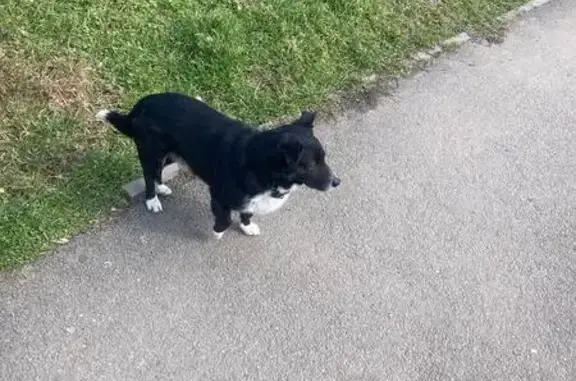 Объявления о пропавших и найденных животных, Краснодар, фото: Найден собака, улица Суворова, 143, Краснодар - с ошейником