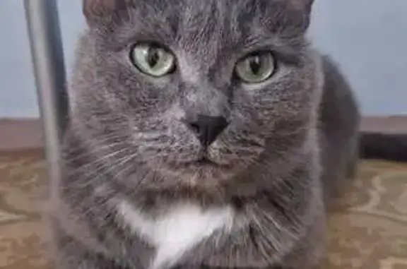 Пропал кот, улица 60 лет СССР, 15, Сухой Лог - зелёные глазки, зовут Феликс - photo