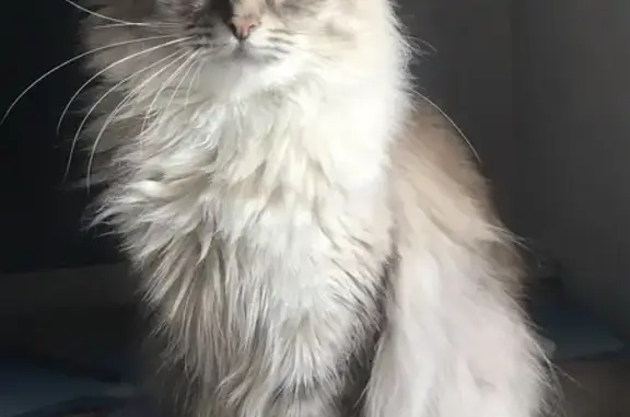 Пропал кот, Льняная улица, Елец - бело-серый, голубые глаза - photo