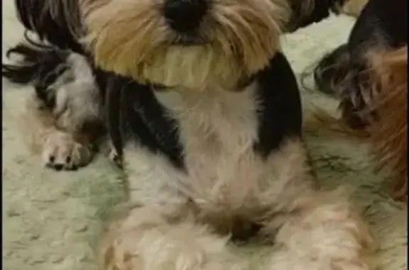 Пропал собака, улица Ивана Морозова, 5, Волгоград - черного цвета с белыми лапками - photo