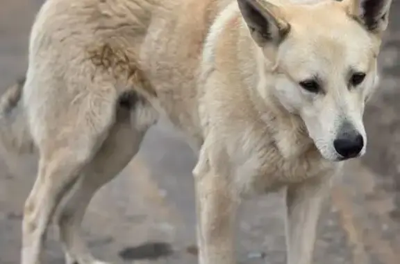 Найдена собака, Ивашково, фото: Найден собака, Ивашково, Московская область - мальчик, контактный