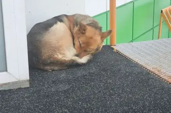 Найденные животные Барнаул, фото: Найдена собака, улица Анатолия, 6, Барнаул - похожа на немецкую овчарку