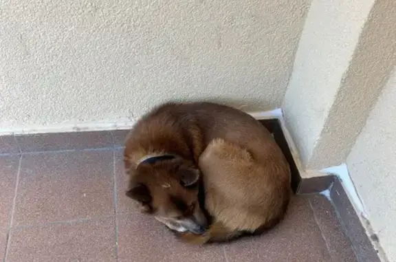 Объявления о пропавших и найденных животных, Чебоксары, фото: Найдена собака, улица 50 лет Октября, Чебоксары - есть ошейник