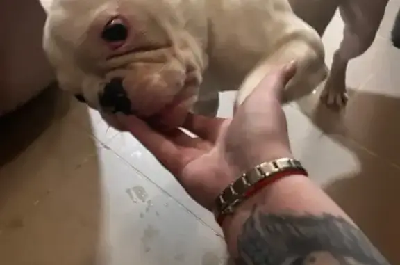 Найденные животные Томск, фото: Найден собака, улица Яковлева, 23, Томск - белый цвет, черный носик