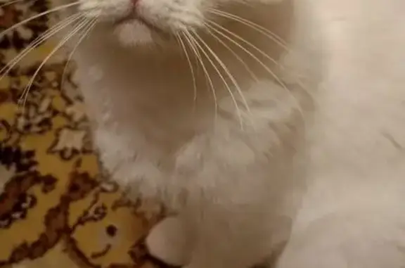 Пропал кот, улица Чехова, 4, Стерлитамак - белый с янтарными глазами - photo