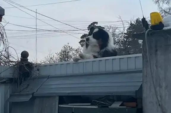 Объявления о пропавших и найденных животных, Балашиха, фото: Найдена собака, Проектная улица, Балашиха - бесхвостая с оранжевым ошейником